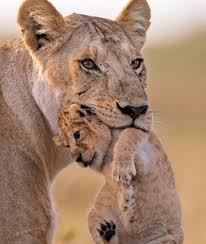 認識自己 -母獅帶著小獅