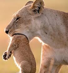 母獅吃了小獅